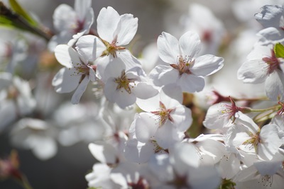 Cherry Blossoms in High Park 2013